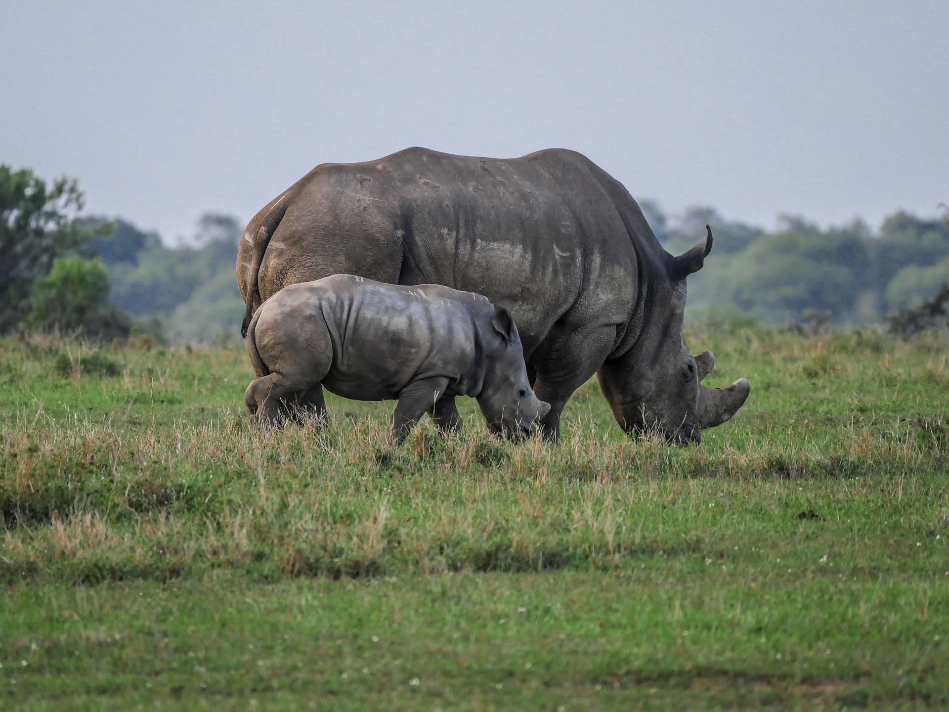 366 poachers arrested in the Kruger National Park Since 2018